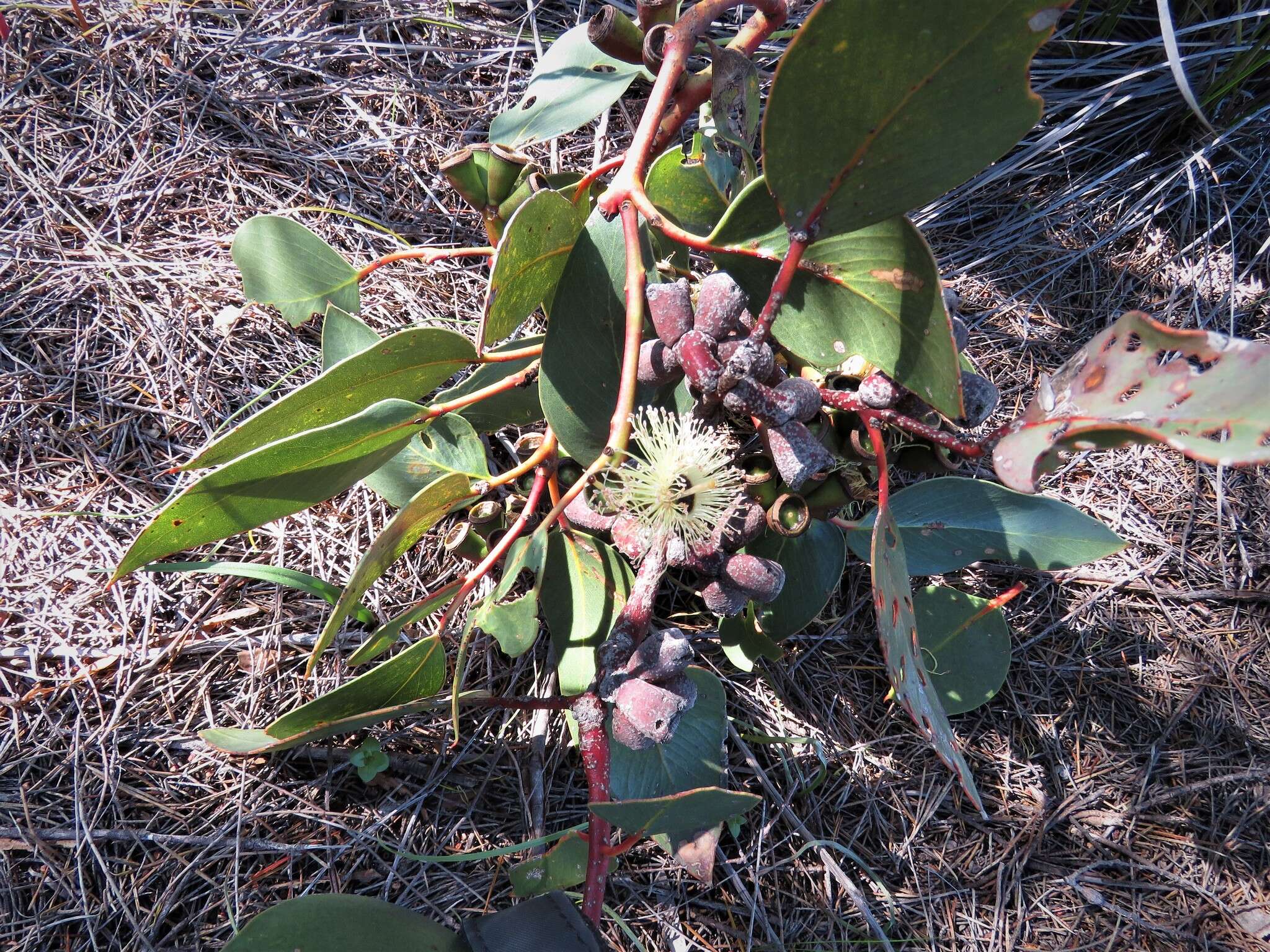 Image of coarse-leaf mallee