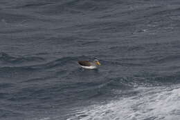 Image of Chatham Albatross