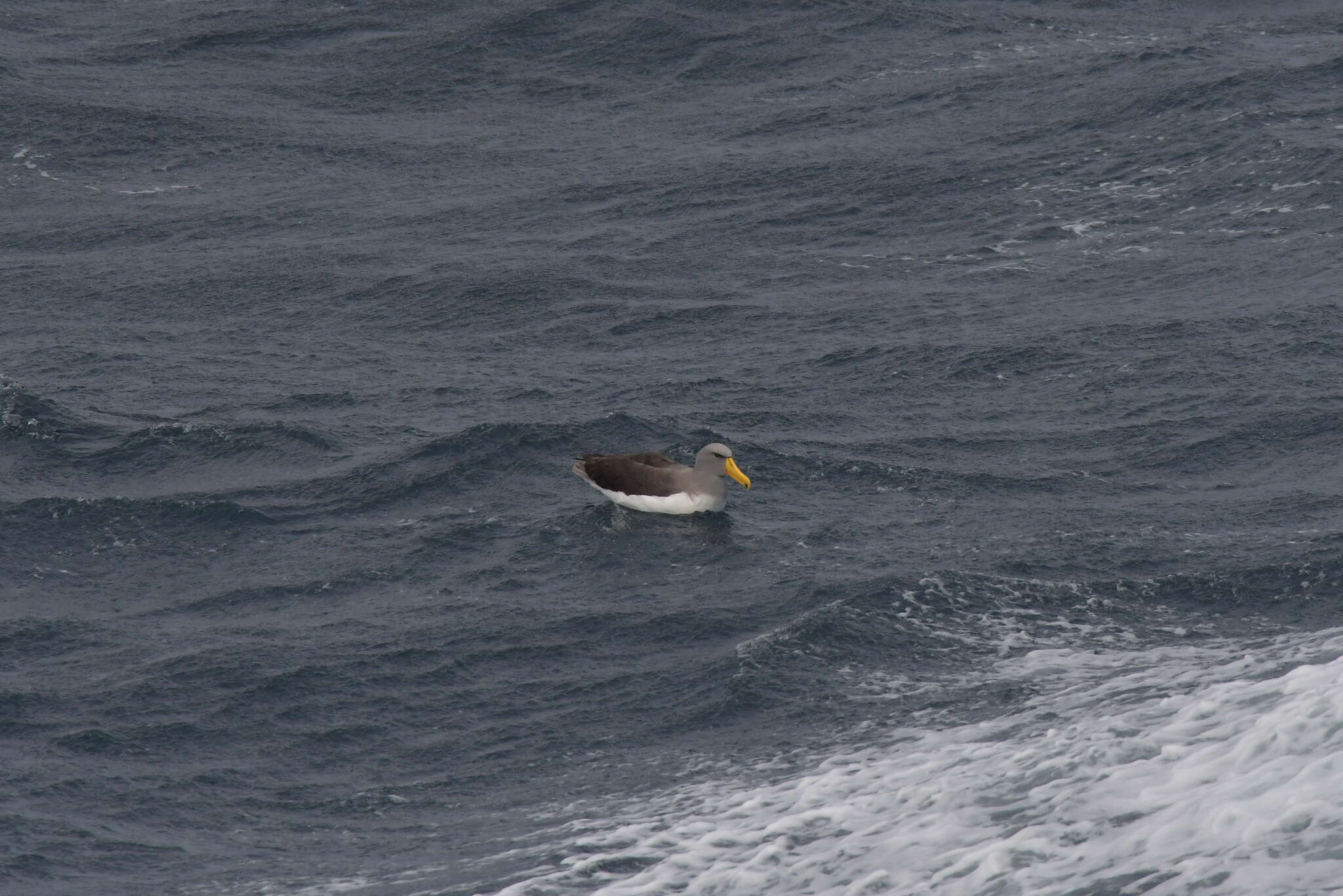 Image de Albatros des Chatham