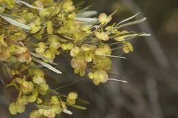 Image of narrow-leaf hopbush