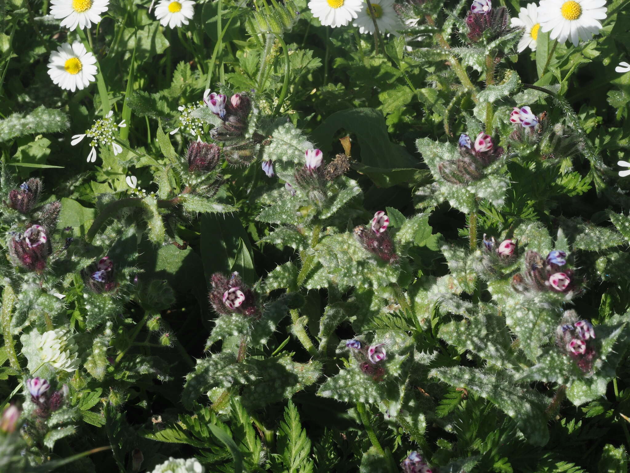 Image de Anchusella variegata (L.) M. Bigazzi, E. Nardi & F. Selvi