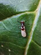 Image of Polyrhachis thrinax Roger 1863