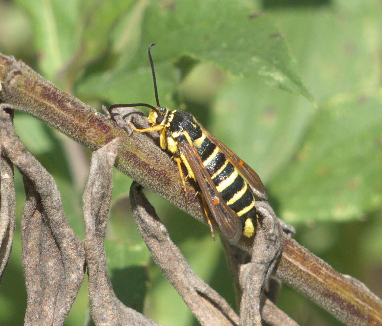 Image of Riley's Clearwing