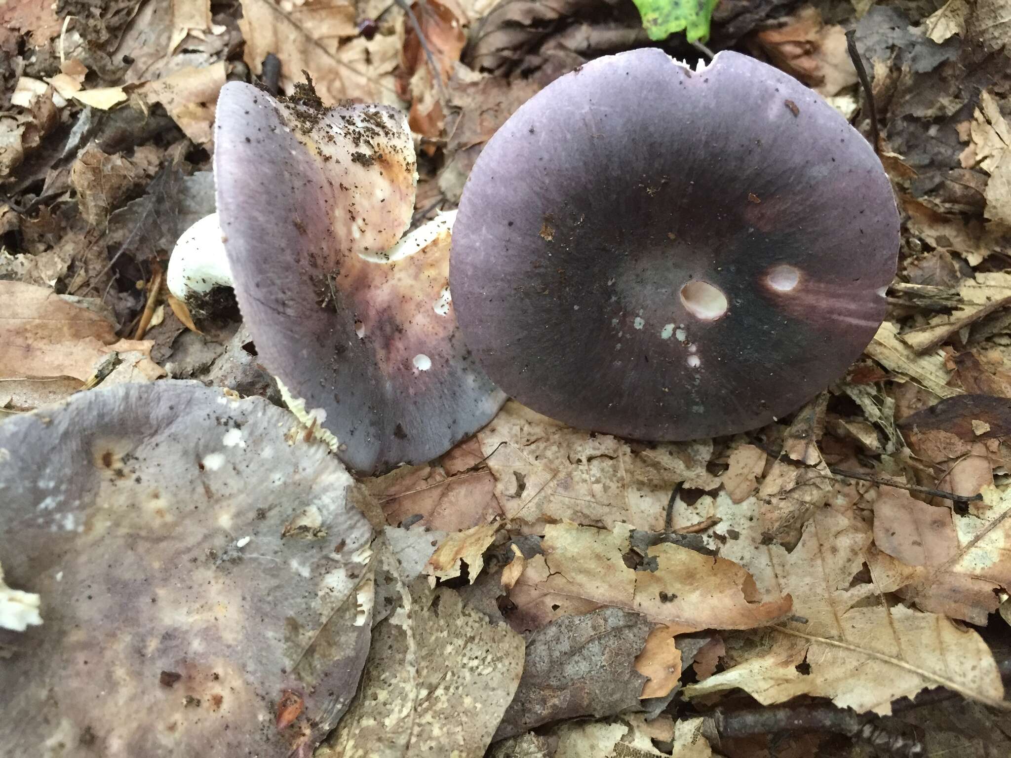 Image of Russula ionochlora Romagn. 1952