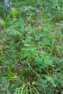 Image of Anticlea sibirica (L.) Kunth