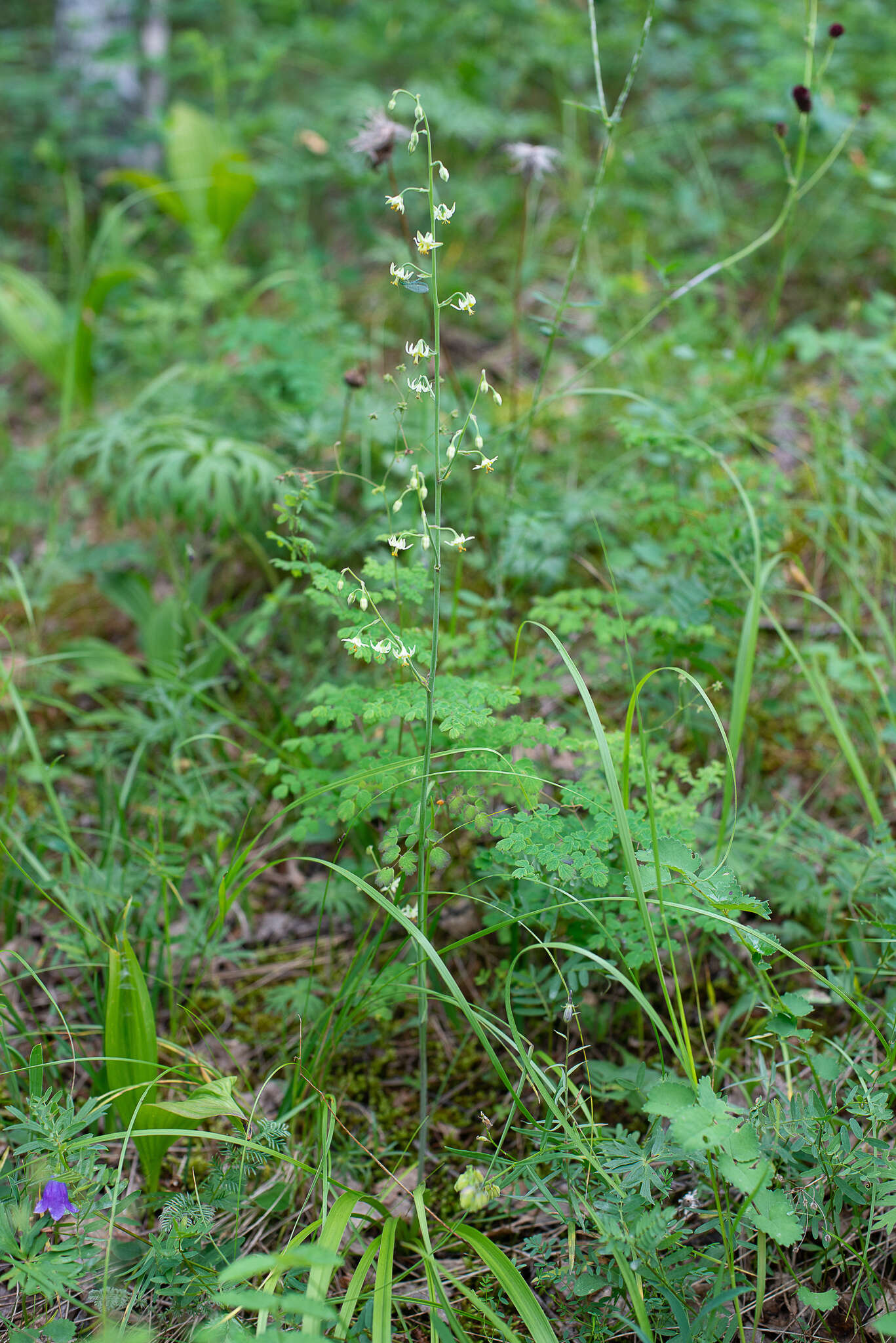 صورة Anticlea sibirica (L.) Kunth