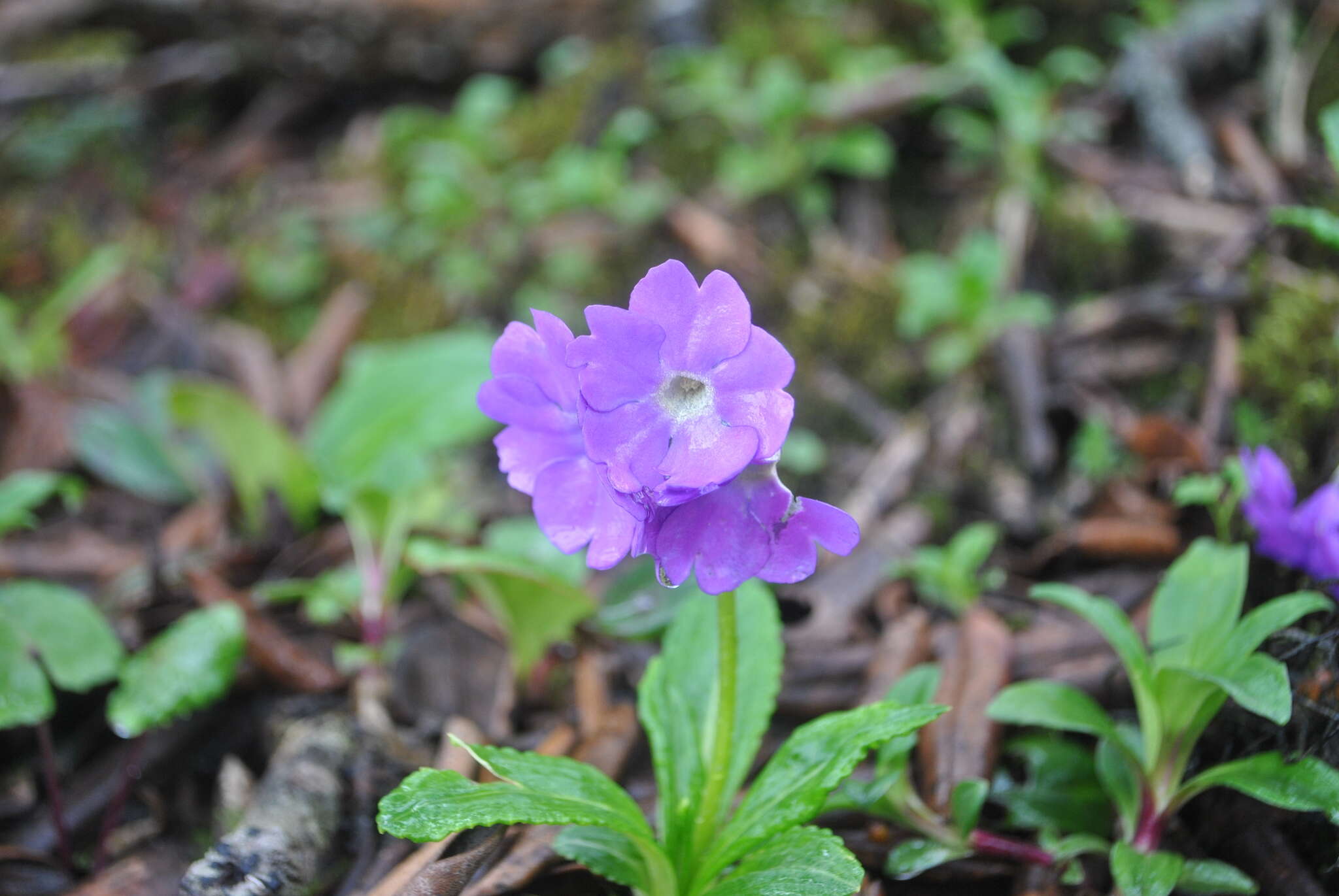 Imagem de Primula calliantha Franch.