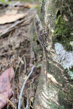 Image of Anolis caceresae Hofmann & Townsend 2018