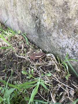 Image of Banded Wood Frog