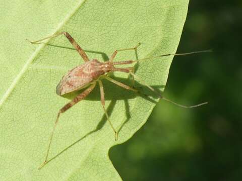 Image of Phytocoris lasiomerus Reuter 1909