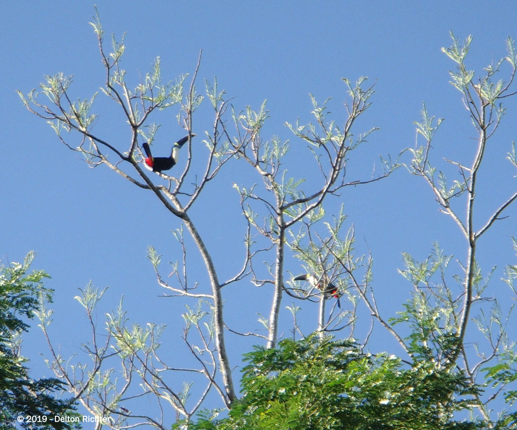 Image of Ramphastos tucanus cuvieri Wagler 1827