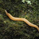 Image of Artioposthia japonica Kaburaki 1922