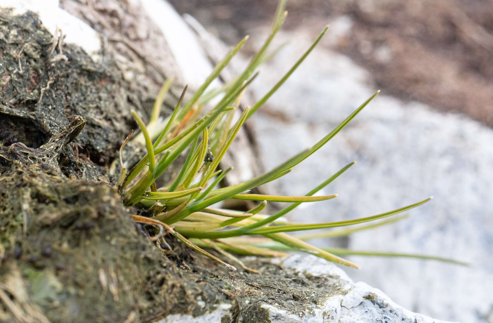 Image of Antarctic hair grass