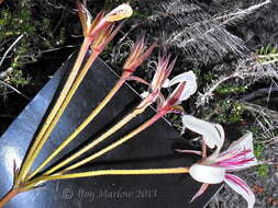 Image of Pelargonium carneum Jacq.