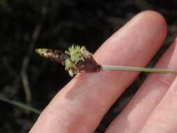 Image of Ecdeiocolea monostachya F. Muell.