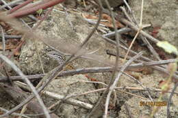 Ameivula ocellifera (Spix 1825)的图像