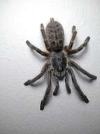 Image of Sandy Horned Baboon Tarantula