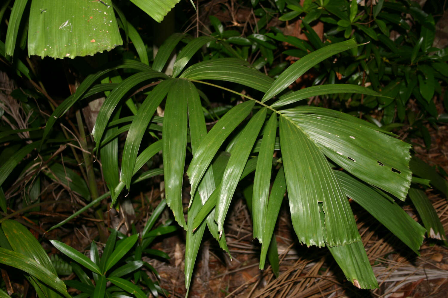 Image of Hydriastele wendlandiana (F. Muell.) H. Wendl. & Drude