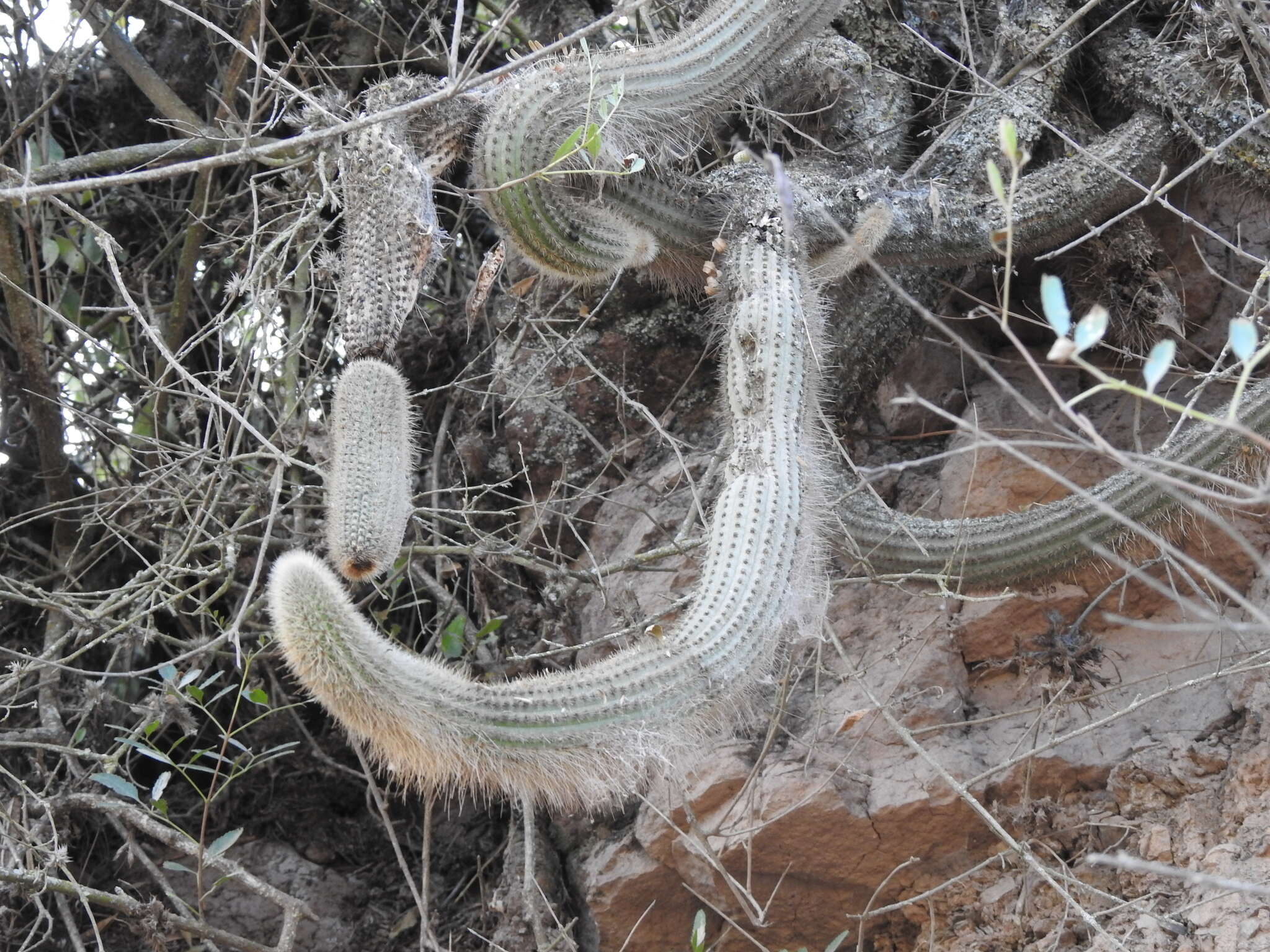 Image of Cleistocactus varispinus F. Ritter