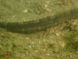 Image of Belly Pipefish