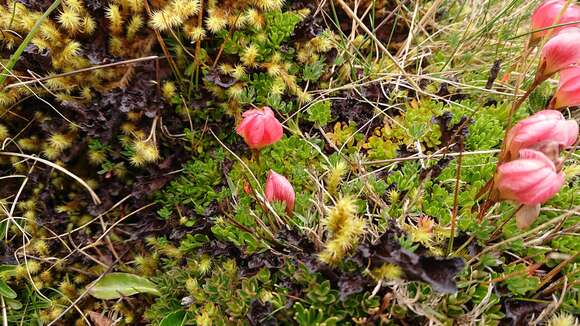 Image of Gentianella rupicola (Kunth) Holub