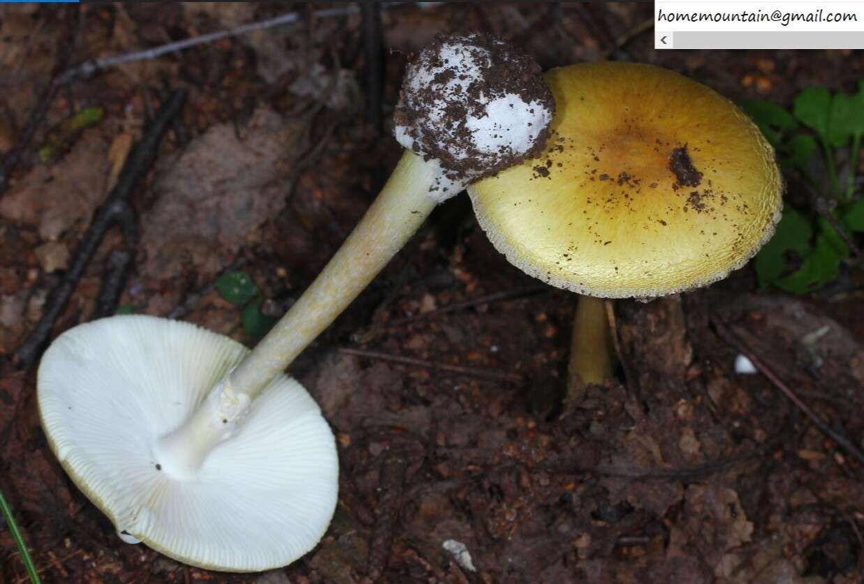 Image of Amanita subjunquillea S. Imai 1933