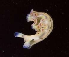 Image of lettuce sea slug