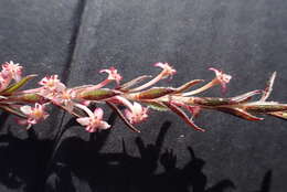 Image of Struthiola ericoides C. H. Wright