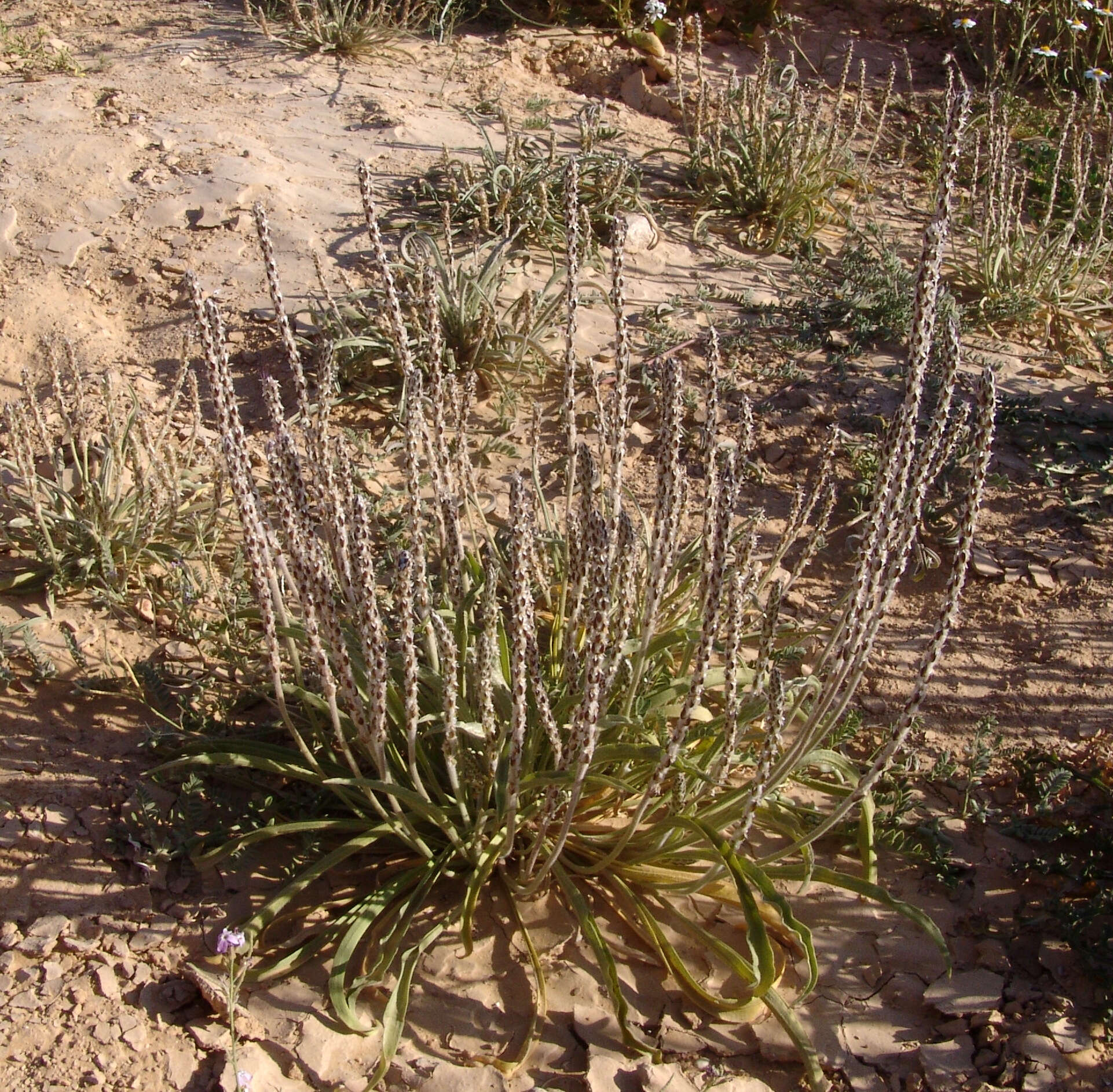 Image of Plantago cylindrica Forssk.