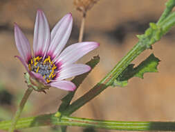 Image of Arctotis muricata Thunb.