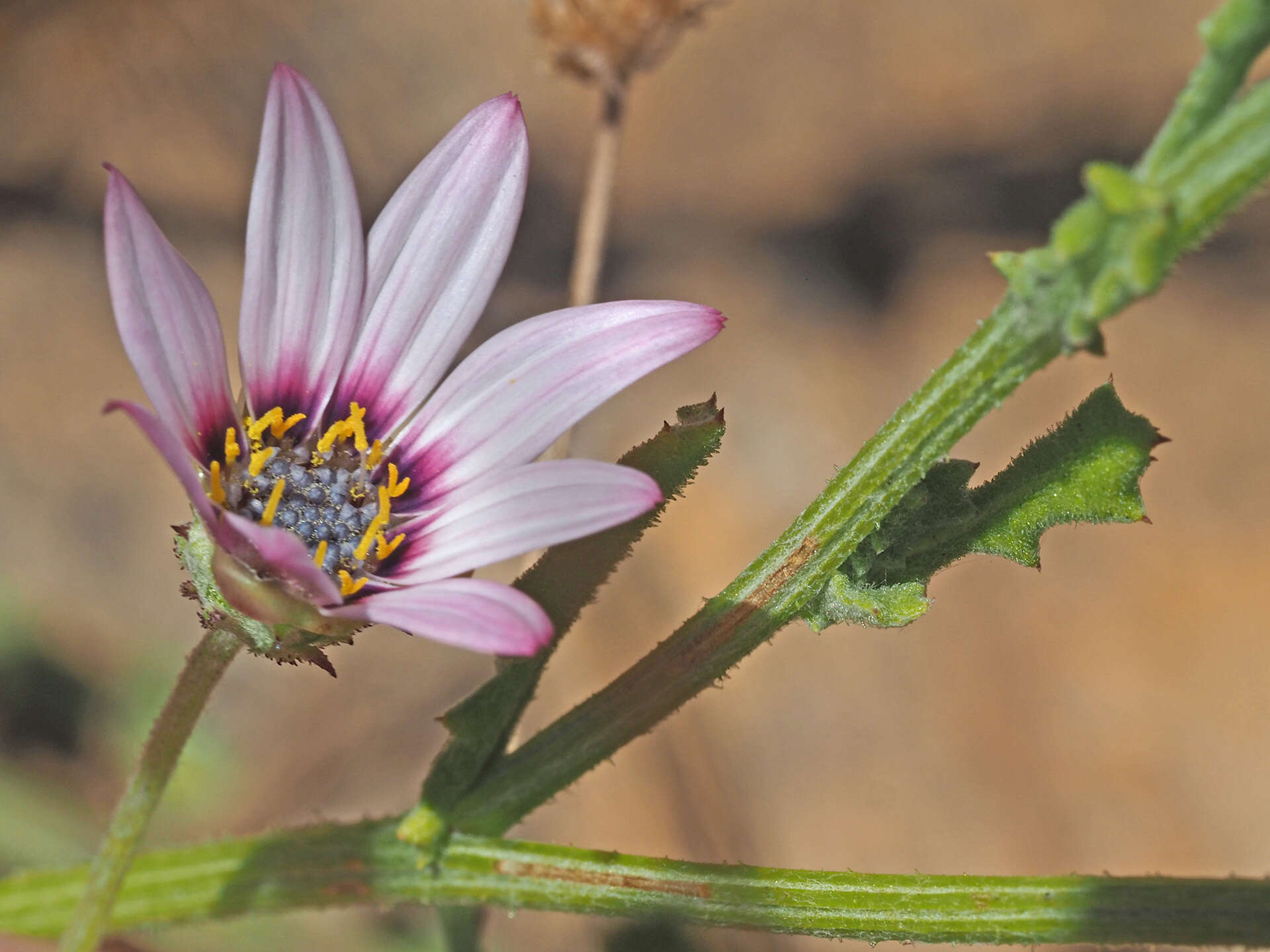 Image of Arctotis muricata Thunb.