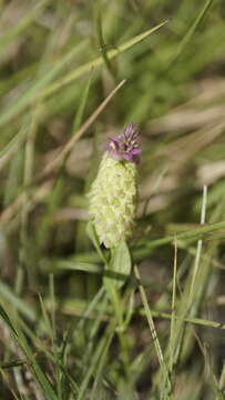 Image de Polygala timoutou Aubl.