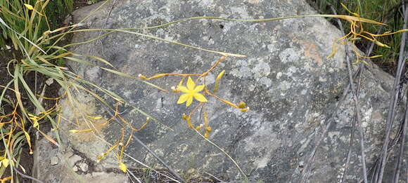 Image of Bobartia paniculata G. J. Lewis