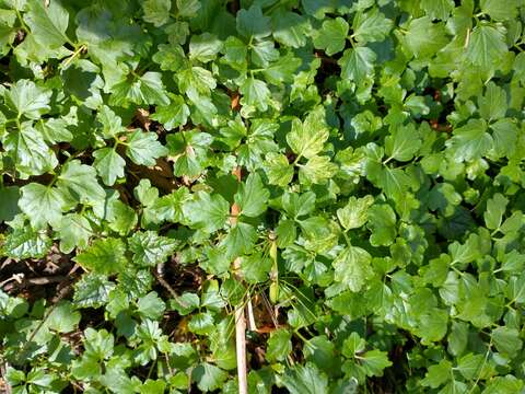 Image of Seaside Bittercress