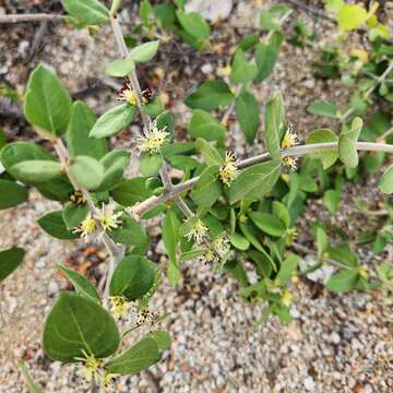 صورة Forestiera macrocarpa Brandegee