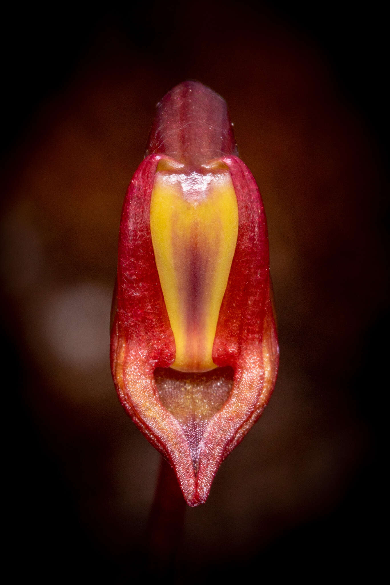 Image of Granite duck orchid