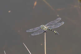 Image of Ictinogomphus australis (Selys 1873)