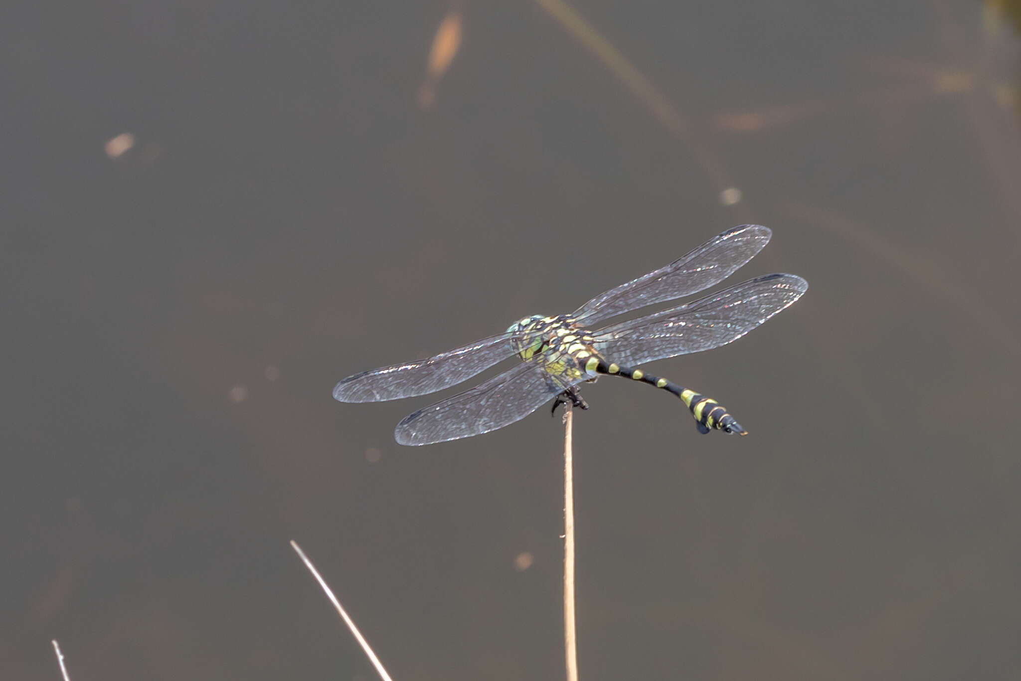 Imagem de Ictinogomphus australis (Selys 1873)