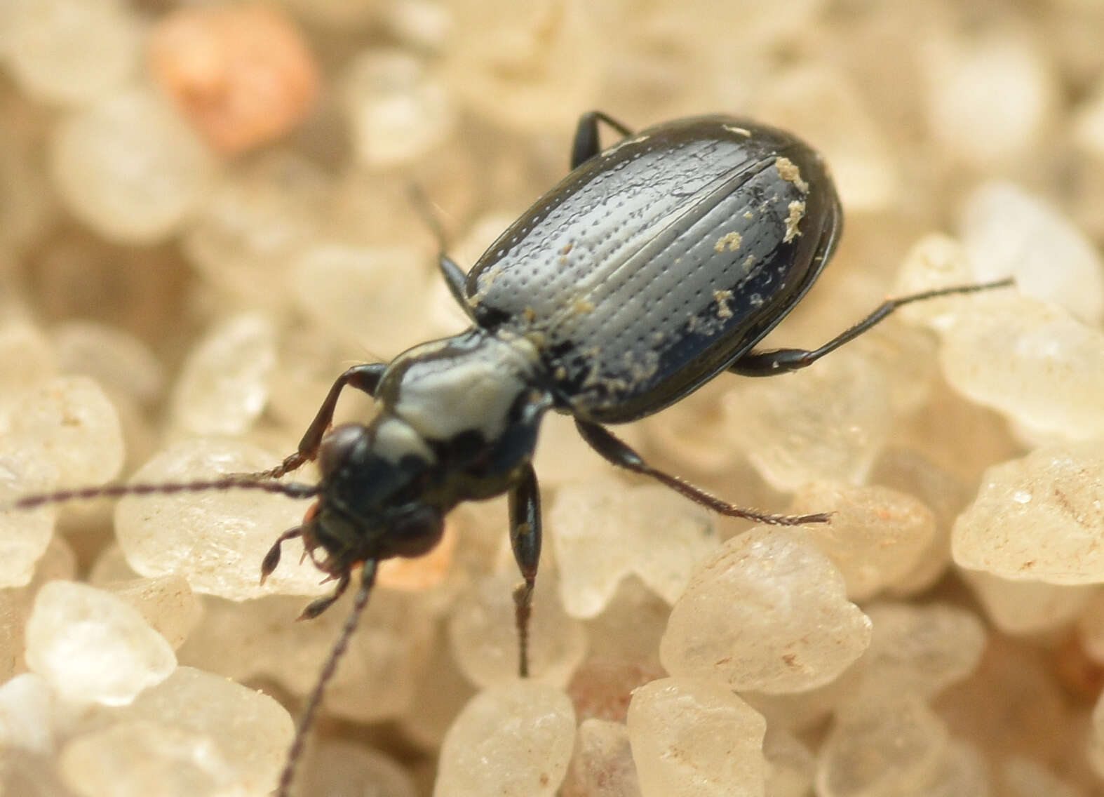 Bembidion (Emphanes) minimum (Fabricius 1792)的圖片