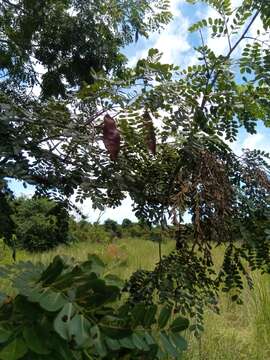 Слика од Albizia boivinii E. Fourn.