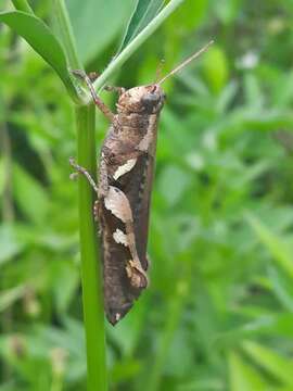 Image of Xenocatantops brachycerus (Willemse & C. 1932)