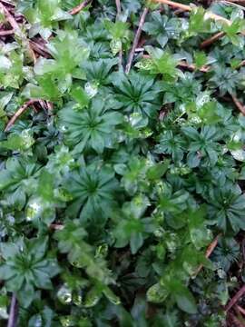 Image of rose rhodobryum moss