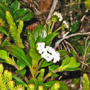 Image de Hedyotis macrostegia Stapf