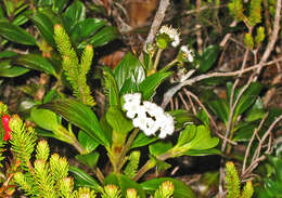 Image de Hedyotis macrostegia Stapf