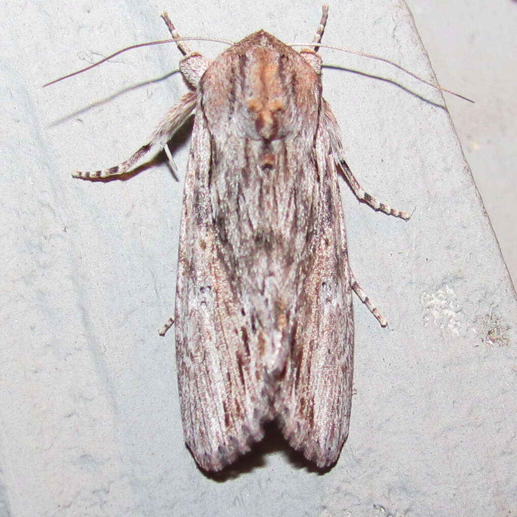 Image of Gray-streaked Armywom Moth