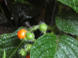 Image of Witheringia macrantha (Standl. & Morton) Hunz.