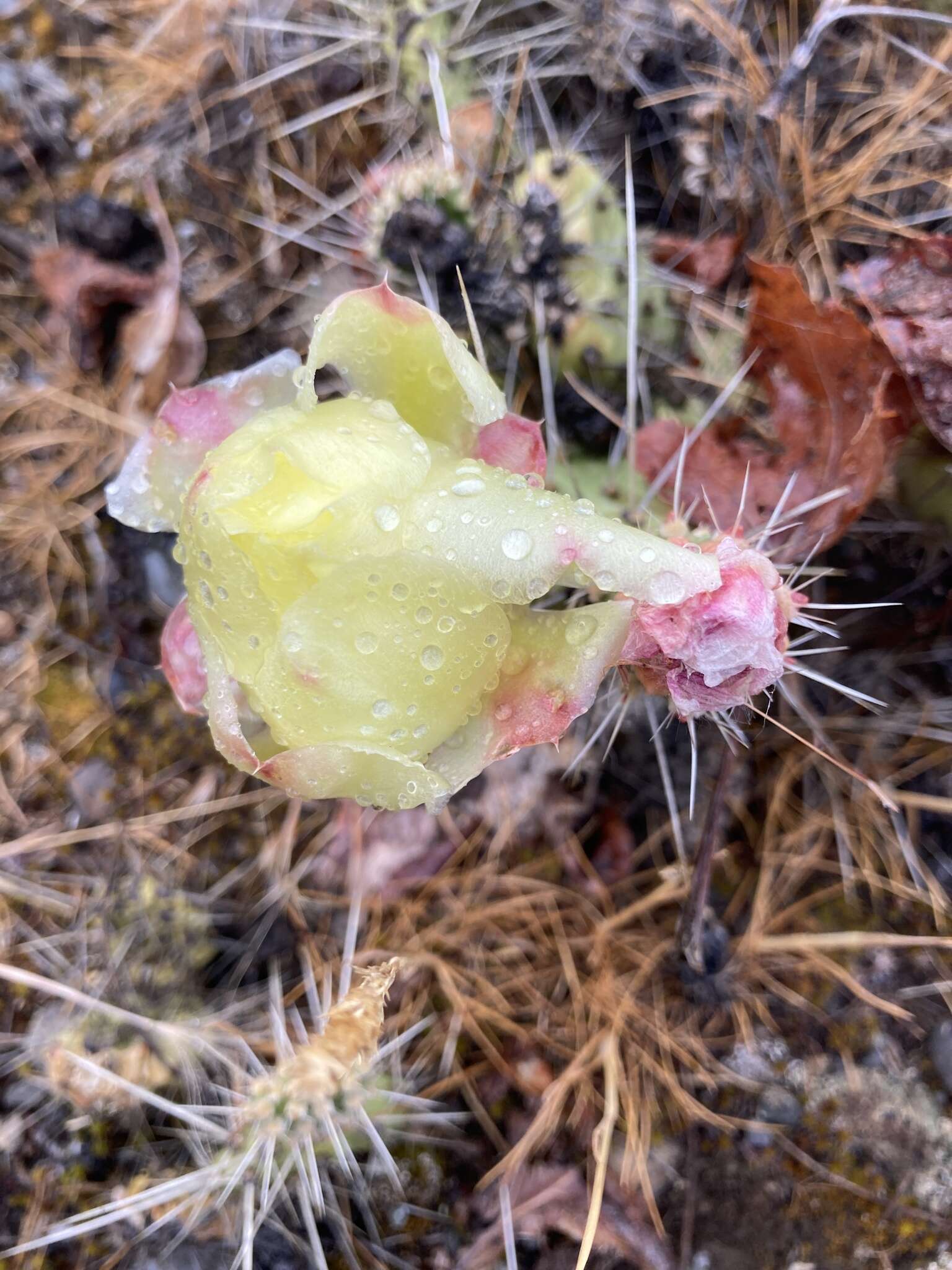 Image of grizzleybear pricklypear