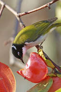 Image of Gilbert's Honeyeater