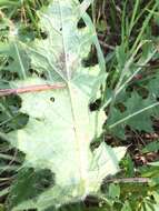 Image of Scrobipalpa acuminatella Sircom 1850