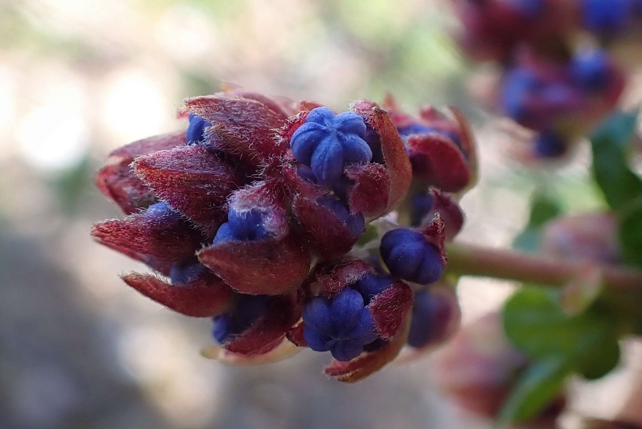 Image of Vine Hill ceanothus